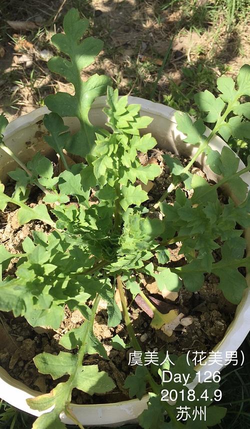 被遗忘的虞美人,因为虞美人总长叶子不开花(比较慢吧),长得像棵菜,我