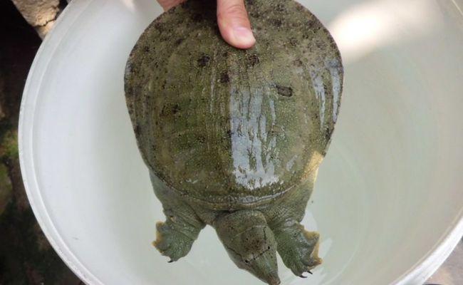 王八吃什么怎么养,养甲鱼需要注意什么