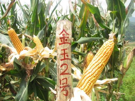 玉米品种穗部性状与高产稳产性的关系