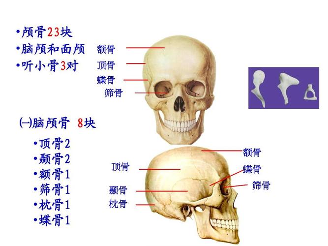 顶骨 蝶骨 筛骨 一脑颅骨 8块  顶骨2  颞骨2  额骨1  筛骨1  枕骨1