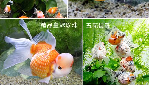 鱼之城金鱼活体金鱼苗淡水鱼兰寿珍珠蝶尾鎏金鱼红狮鸿运当头活体推荐