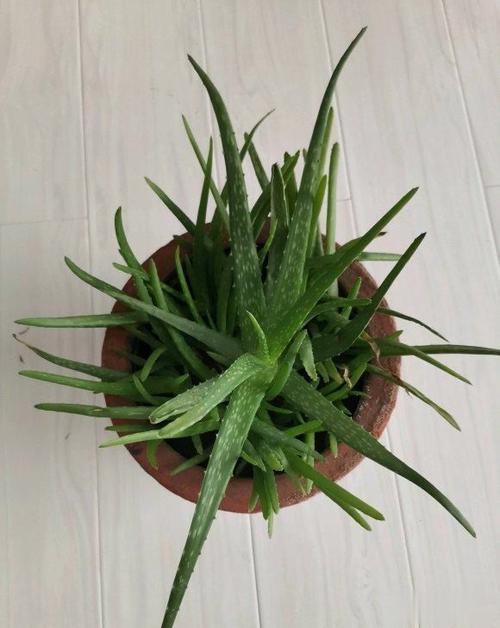 稀奇古怪的芦荟,12大芦荟品种,认识几种,你家养的哪一