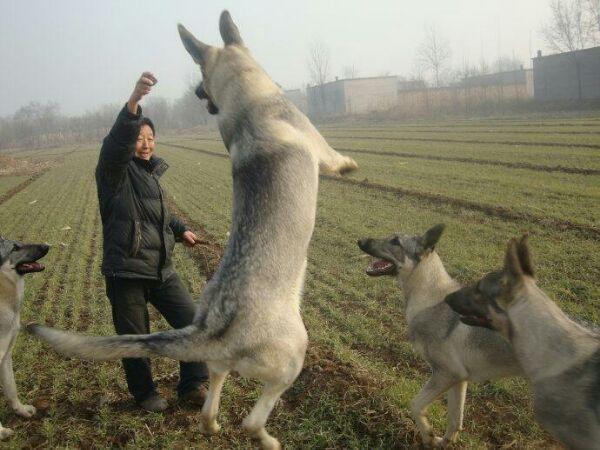 狼青出售狼青幼犬狼青活体黑狼卡斯罗马犬杜高比特犬莱州红狼青犬