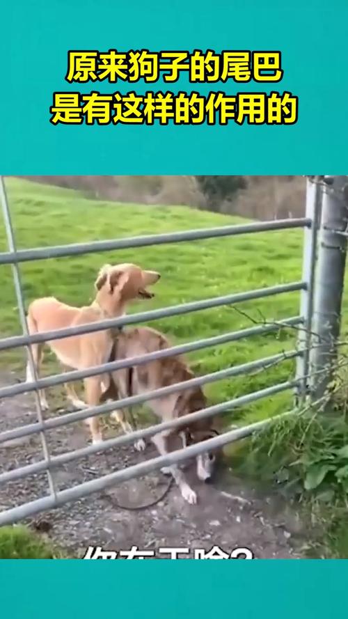 我要上热门原来狗子的尾巴是有这样的作用的