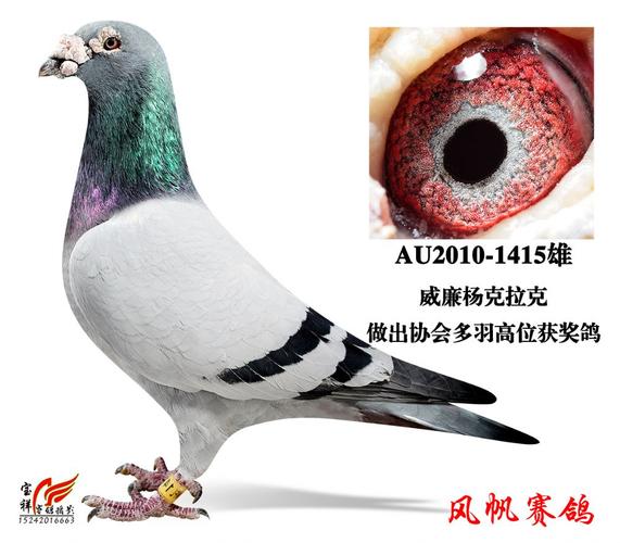 信鸽在线拍卖平台 - 中国信鸽信息网