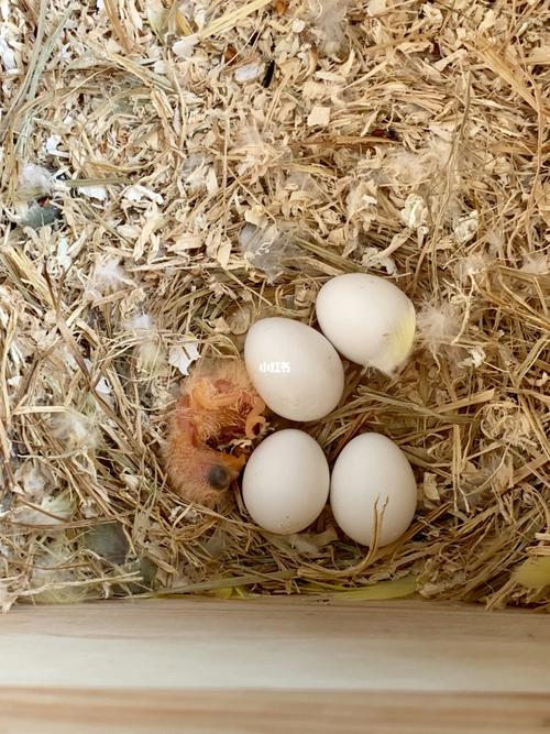 牡丹鹦鹉出壳_鹦鹉_牡丹_宠物_宠物其他