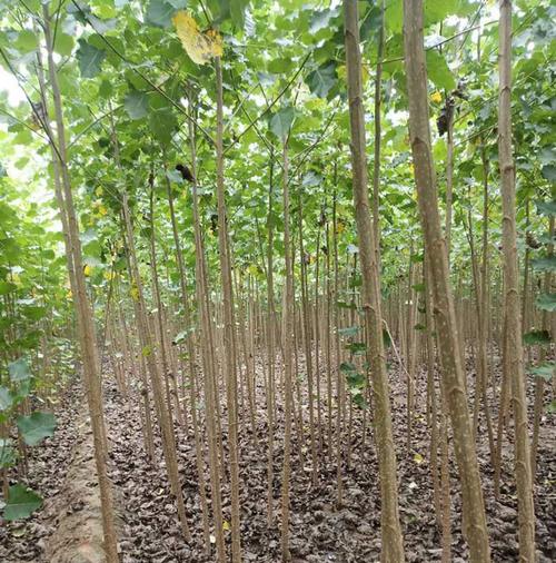 衡水杨树苗种植基地诚信企业推荐「丰高」