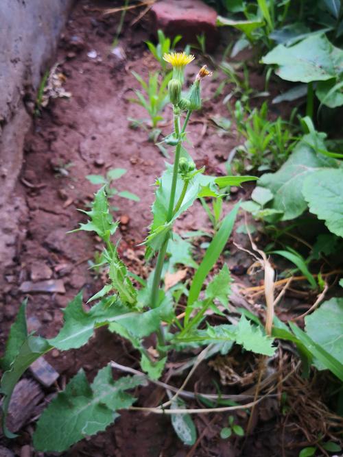 抱茎苦荬菜