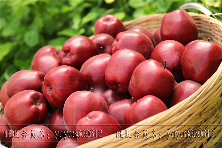 supplies artificial decorations artificial plants   snake fruit