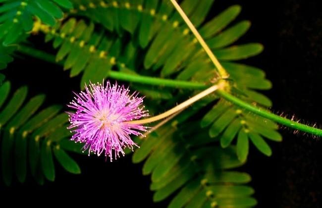 常见有毒的花草有哪些?有毒的花卉名称图片大