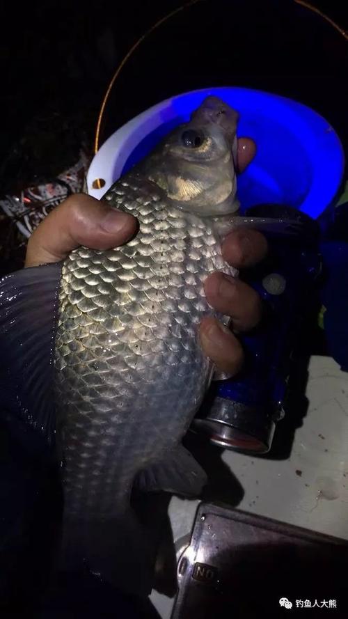 老钓手分享冬钓鲫鱼的三板斧,这样钓都是大鲫鱼,冰箱都塞不下