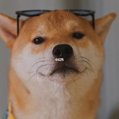 自拍的阿柴 | 狗子头像_头像_自拍_冬天去哪玩_狗子头像_素材_头像