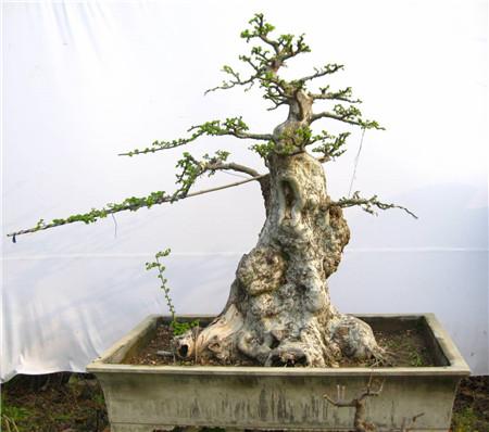 榆树怎么制作盆景