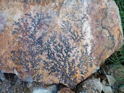 这种奇石形成于4亿年前,内藏树枝图案,有"假化石"之称
