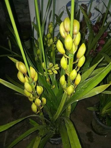 温度高于25度时,应适当遮光,让大花蕙兰花苞顺利膨大多通风大花蕙兰在