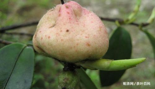 茶树包是怎样形成的