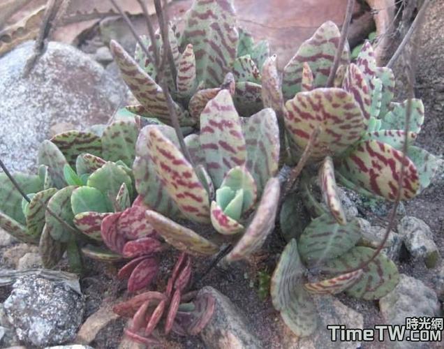 紫式部 kalanchoe humilis britten 1871