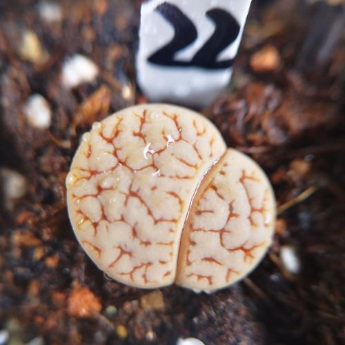 荒玉189 生石花苇胧玉 红纹脑纹荒玉c189三脱苗 一物一拍