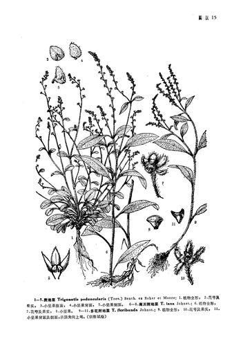 附地菜 trigonotis peduncularis (trevis.) benth. ex baker et s.