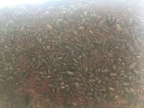密恐症慎入乐山河边城墙上这景象一定让你难忘到毛骨悚然
