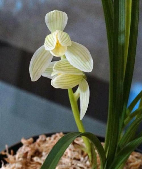 它是莲瓣兰中的珍品气质不输牡丹香味清纯淡雅仙气十足