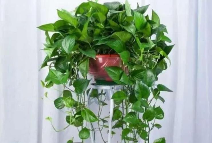 让绿萝爆盆别只浇水埋点小东西新枝疯长