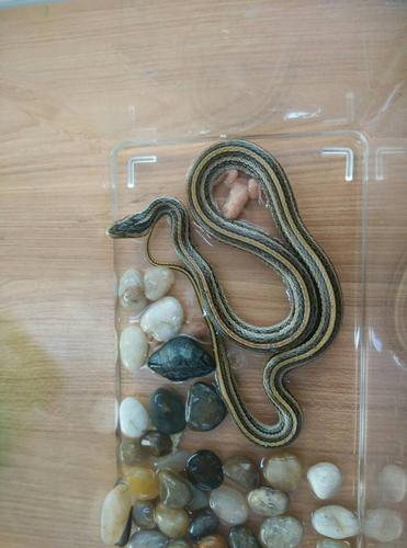 这是什么蛇?吃什么?