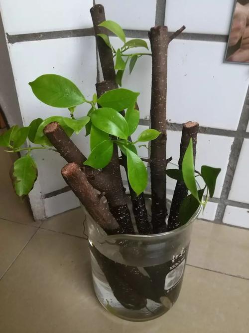 百科| 最经典齐全的养花扦插实用指南,一看就会!