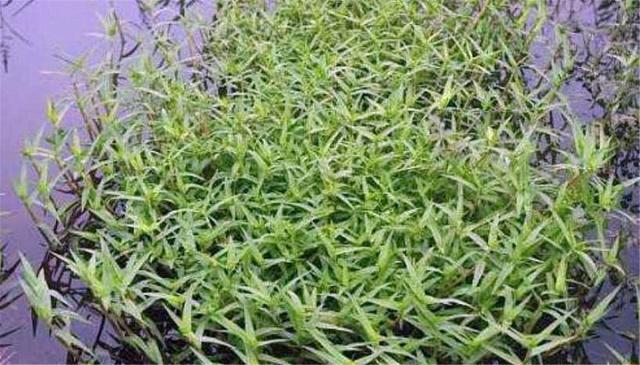 田里有一种草,叫"鸡舌草",农民除之而后快,如今能卖8元一斤