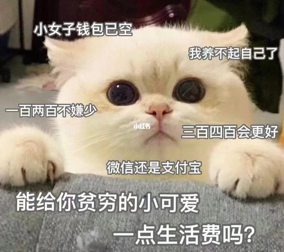 怎么要生活费_表情包_素材_表情包