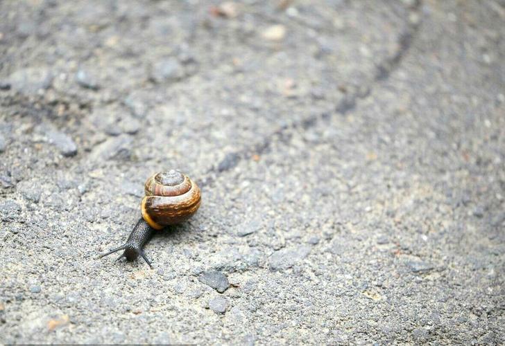 蜗牛实践活动