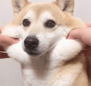 柴犬yuripi501捏脸蛋摇摇 gif 动图