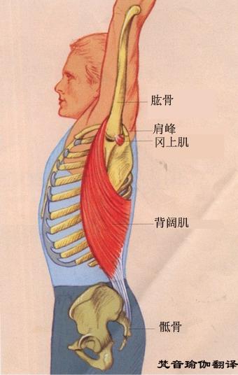 [转载]通过加强和拉伸背阔肌以舒展上半身