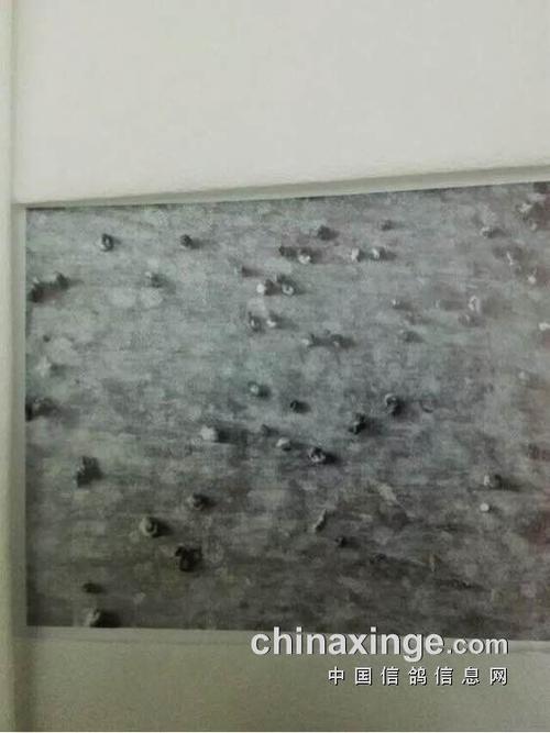 1,正常鸽子粪便