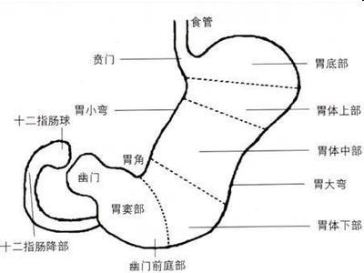 胃粘膜呈萎缩性改变