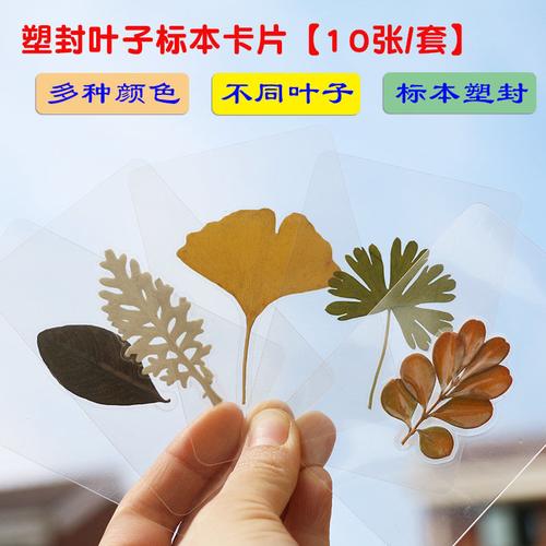 树叶书签塑封创意留住春天叶脉鲜花diy多种标本塑封卡片礼物书签