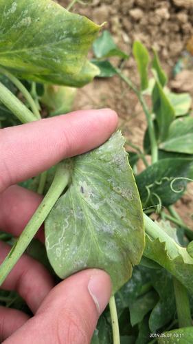 豌豆霜霉病