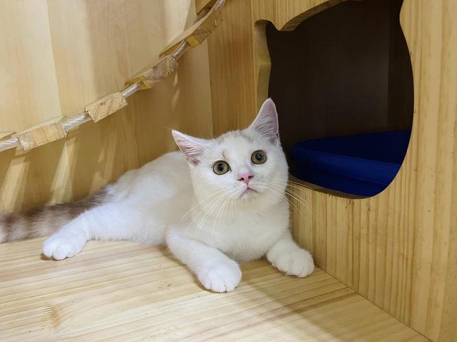 广州英短火焰色双蓝眼乳白弟弟980找新家