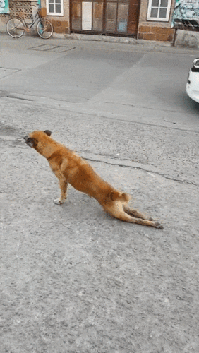 狗狗们在"碰瓷"这件事上,简直无师自通啊!狗中影帝了解一下