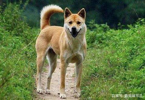 分别是:满卢田园犬,练庸田园犬,黠灵田园犬,骁苍田园犬,贲都田园犬,玄