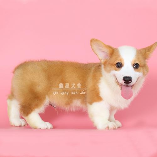 柯基犬纯种幼犬 活体宠物狗进口短腿小型犬短毛两三双色威尔士