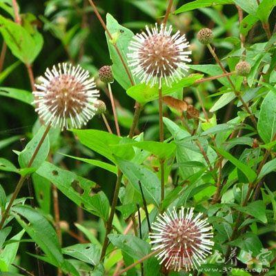 水杨梅的药用价值与应用