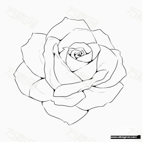 手绘的玫瑰花线稿