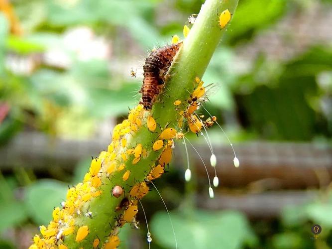 让我告诉你,蚜虫没有奇怪的味道,有的发苦,有的略甜,一直想知道做饺子