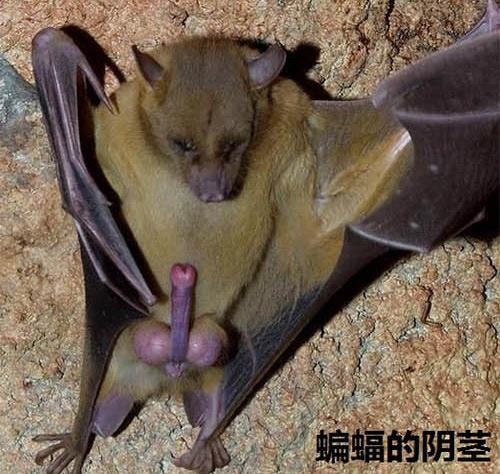 蝙蝠的
