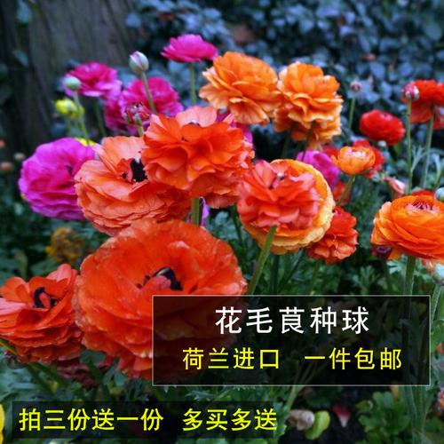 花毛茛种球芹叶牡丹种子重瓣波斯毛茛一份包邮买三送一