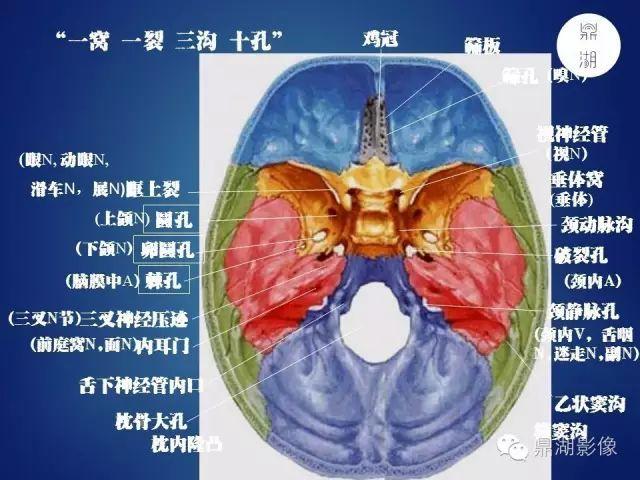 最全神经系统解剖图来了,每个治疗师都该看看|脑神经