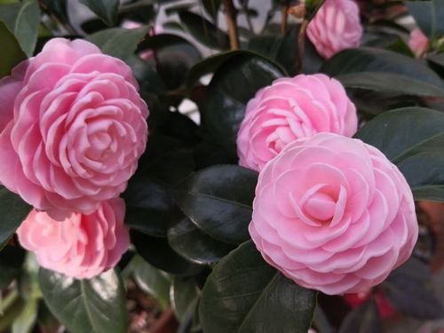 宫粉茶花盆栽小桃红苗当年开花绿植花卉阳台客厅花苗庭院盆景植物