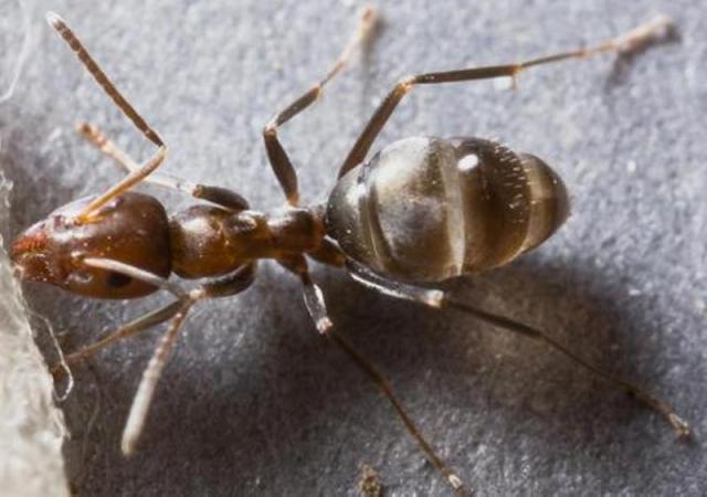 臭蚁的扁平虹臭蚁