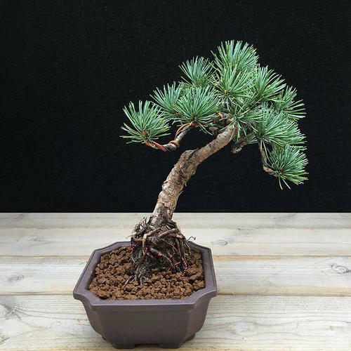 大阪松种子 那须短叶五针松种子 日本黑松马尾松美国红松种